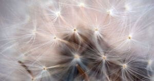 acupunctuur-hooikoorts